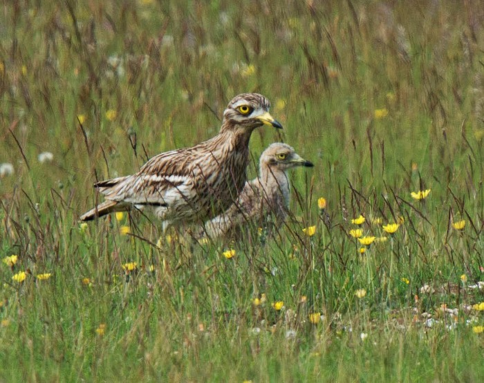 Stone Curlew