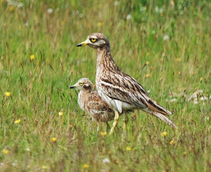 Stone Curlew