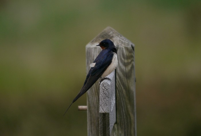 Swallow