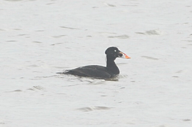 Surf Scoter