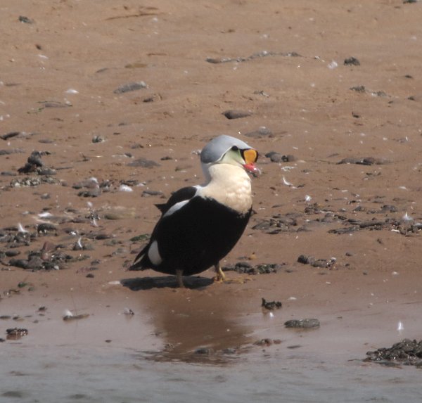 King Eider