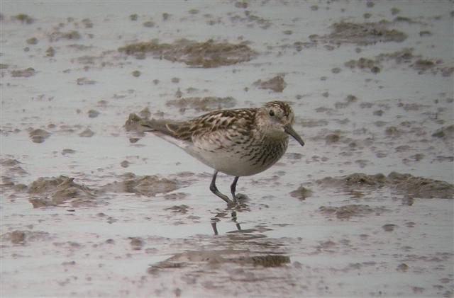 White-rumped Sandpiper