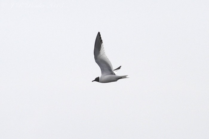 Sabine's Gull