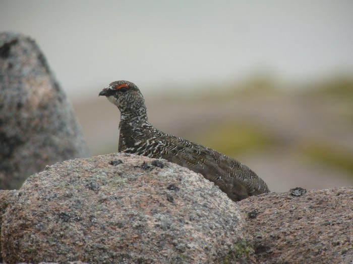 Ptarmigan