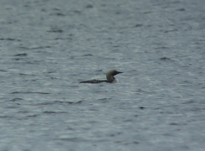 Black-throated Diver
