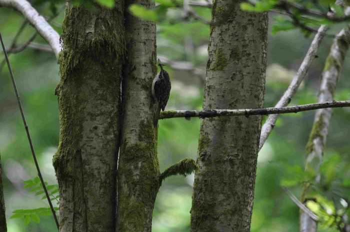 Treecreeper
