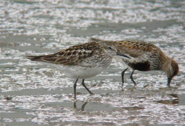 White-rumped Sandpiper