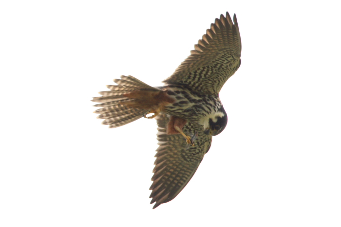 Hobby