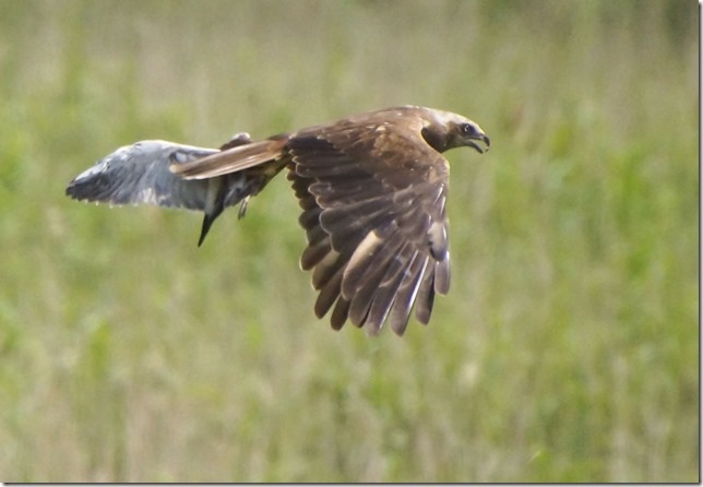 Marsh Harrier