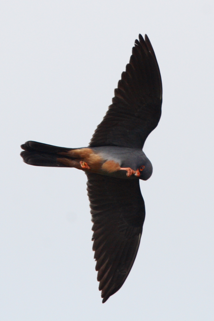 Red-footed Falcon