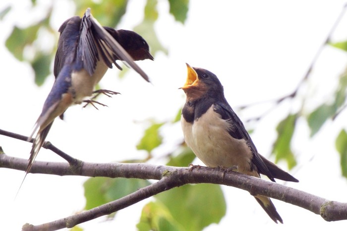 Swallow