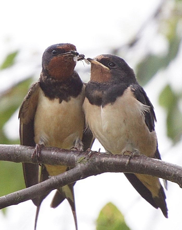 Swallow