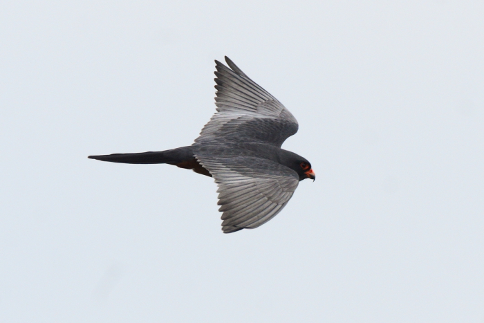 Red-footed Falcon