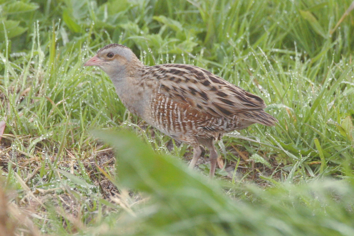 Corncrake