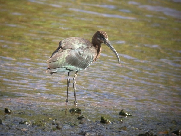 Glossy Ibis