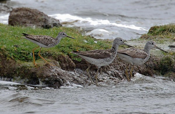 Lesser Yellowlegs