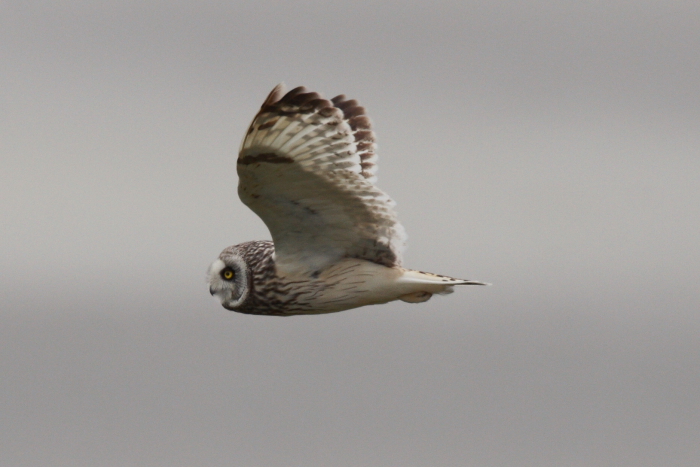 Short-eared Owl
