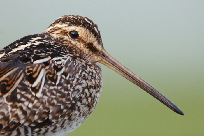 Snipe