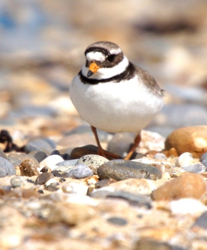 Ringed Plover