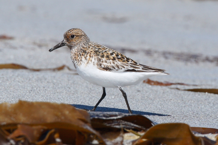Sanderling
