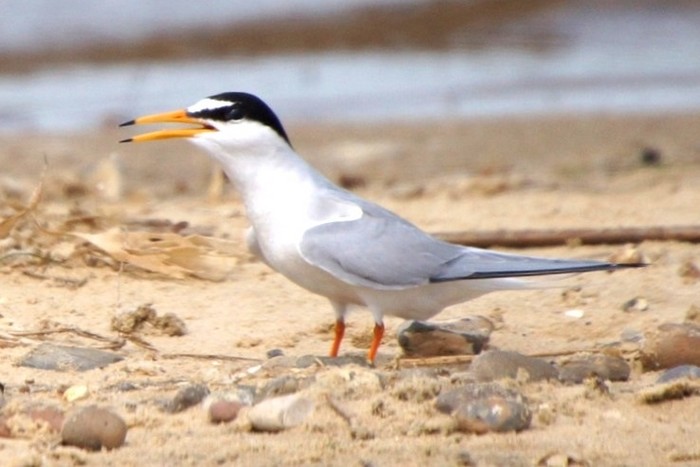 Little Tern