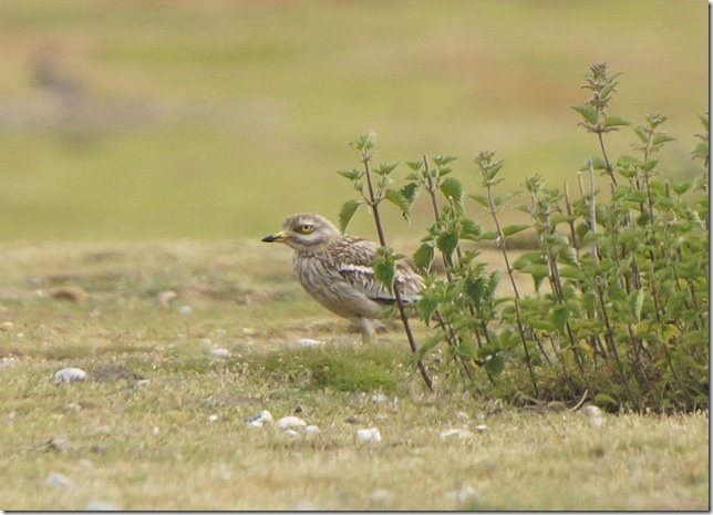 Stone Curlew