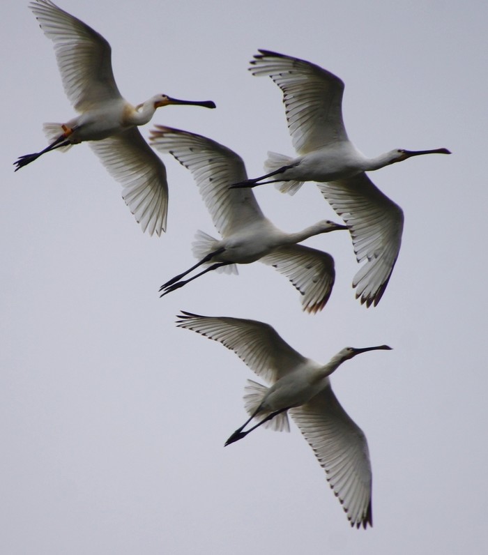 Spoonbill