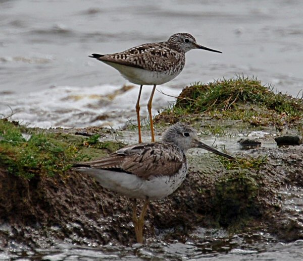 Lesser Yellowlegs