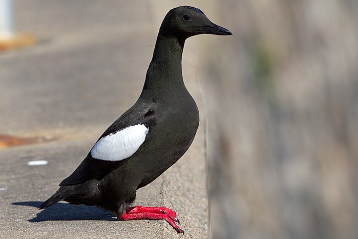 Black Guillemot