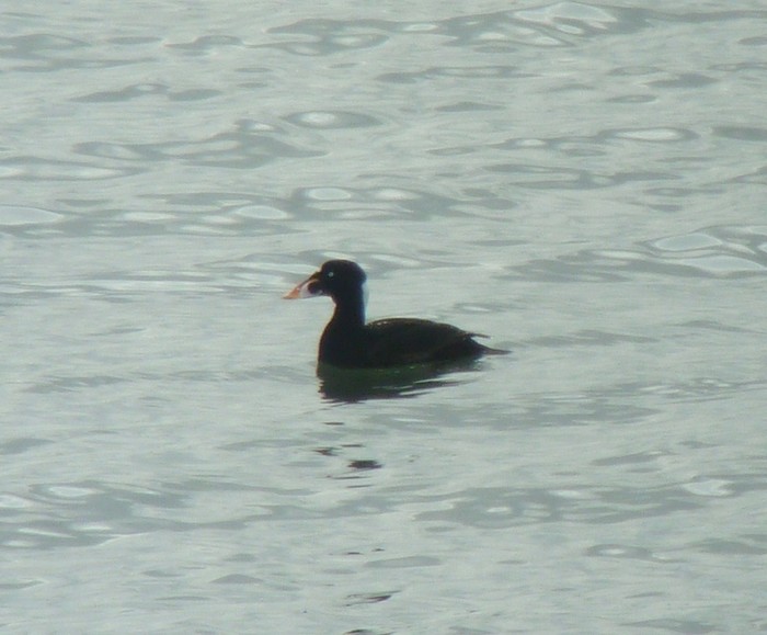 Surf Scoter