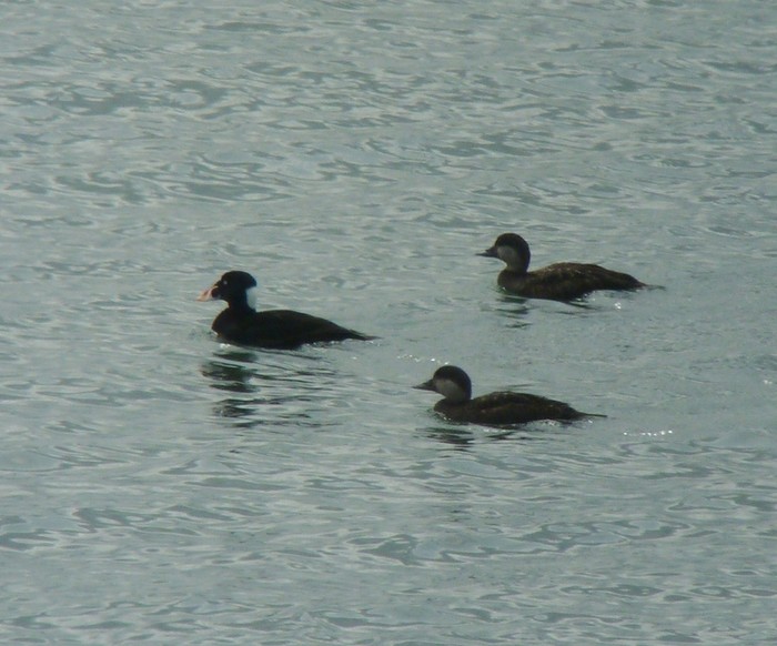 Surf Scoter