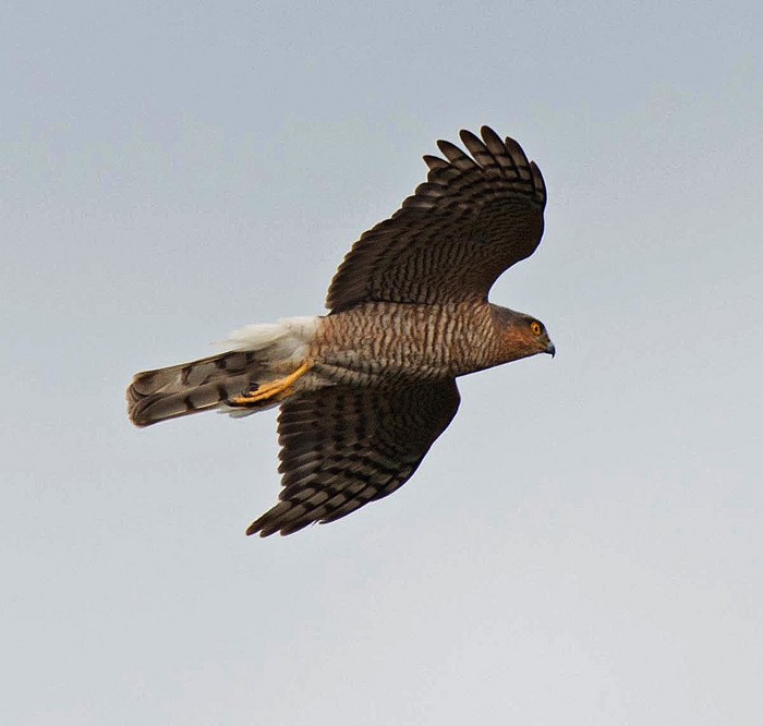 Sparrowhawk