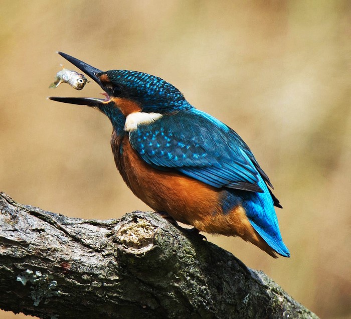Kingfisher