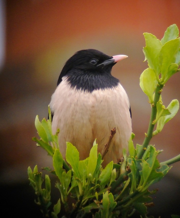 Rose-coloured Starling