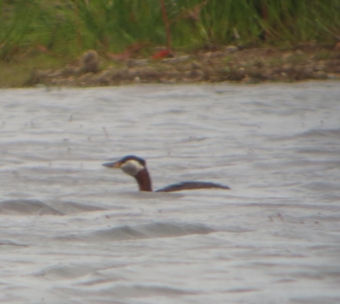 Red-necked Grebe