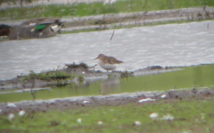 Temminck's Stint