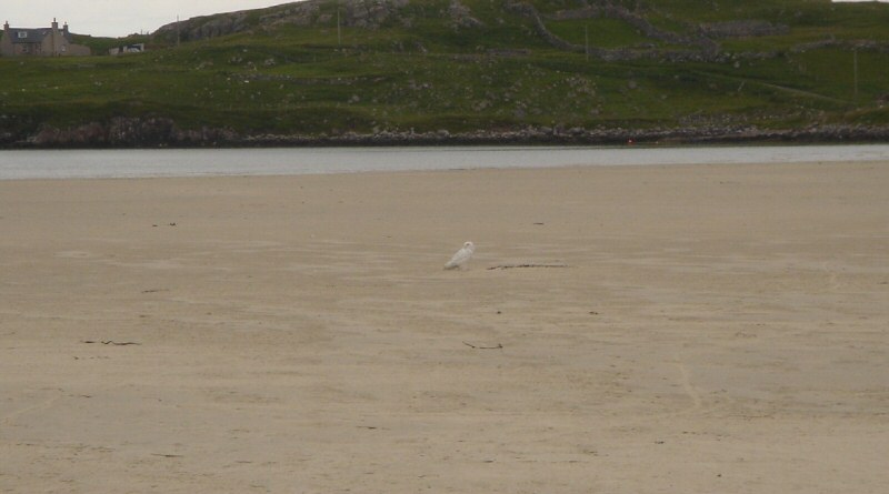 Snowy Owl