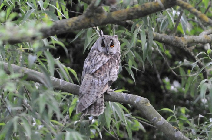 Long-eared Owl