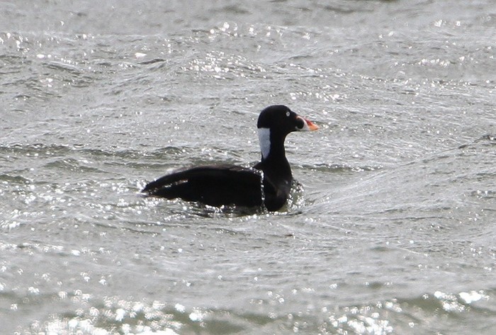 Surf Scoter