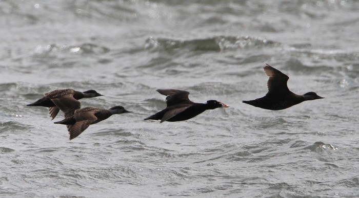 Surf Scoter