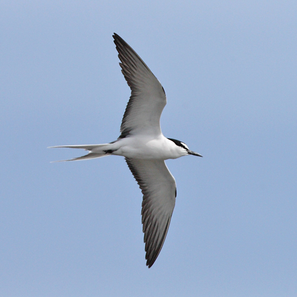 Bridled Tern