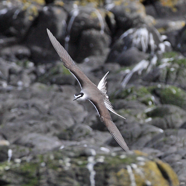 Bridled Tern