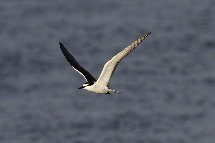 Bridled Tern