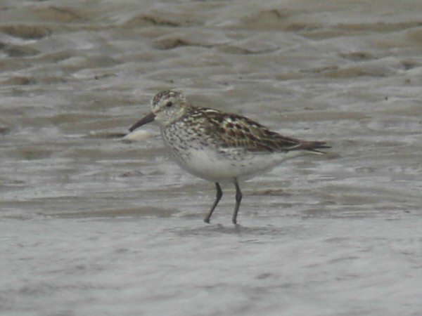White-rumped Sandpiper
