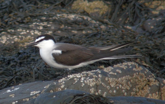 Bridled Tern