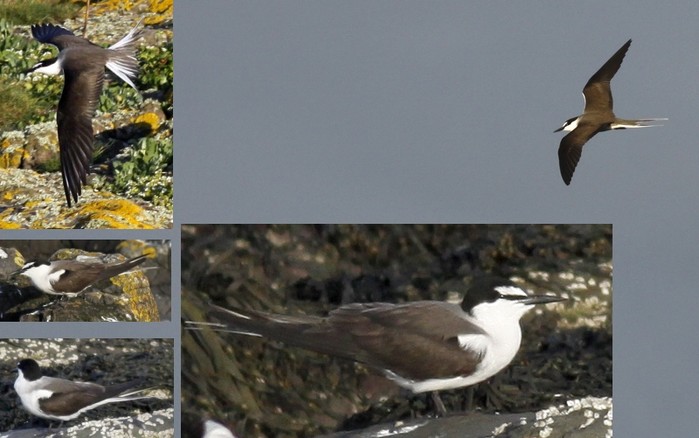 Bridled Tern