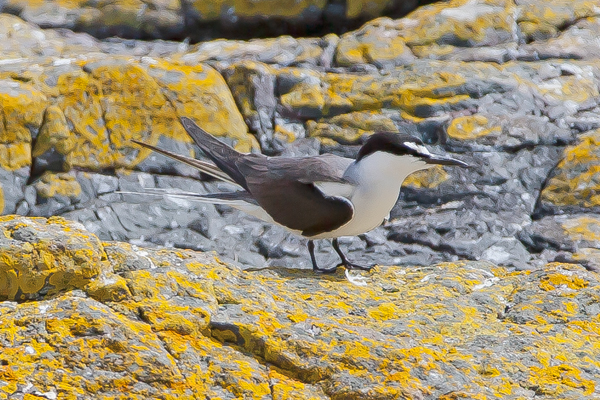 Bridled Tern