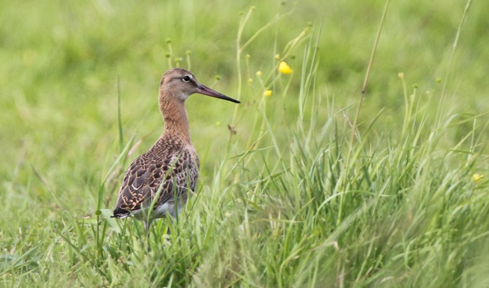 Continental Black-tailed Godwit