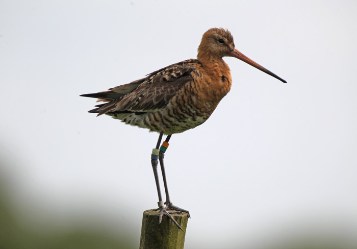 Continental Black-tailed Godwit