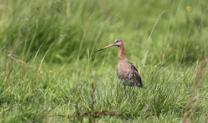 Continental Black-tailed Godwit